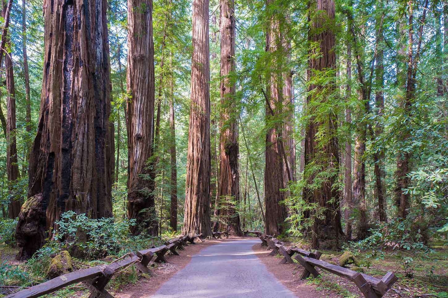 Armstrong Redwoods State Natural Reserve