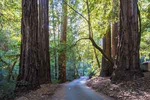 twin redwoods trail camp