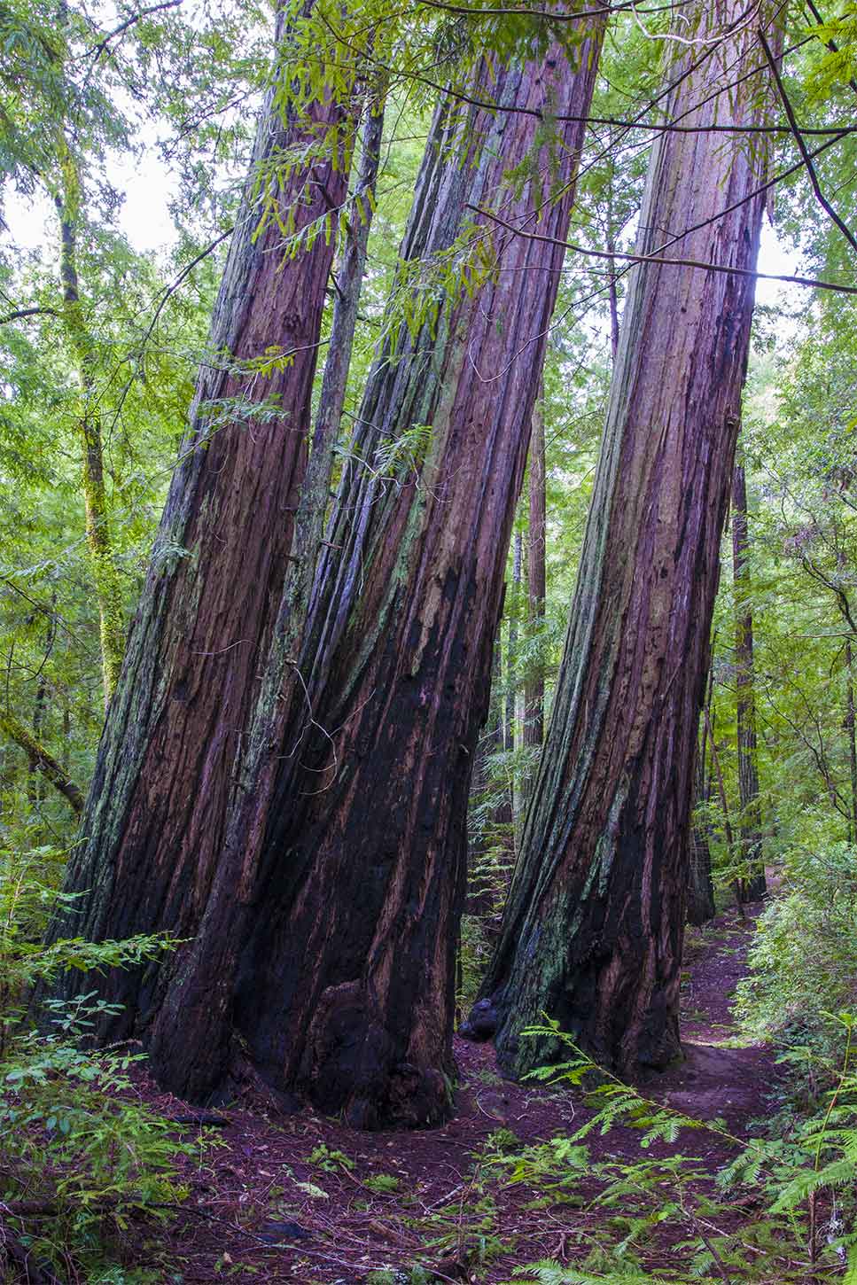 Leaning redwoods on the Creeping Forest Trail, Big Basin Redwoods State Park