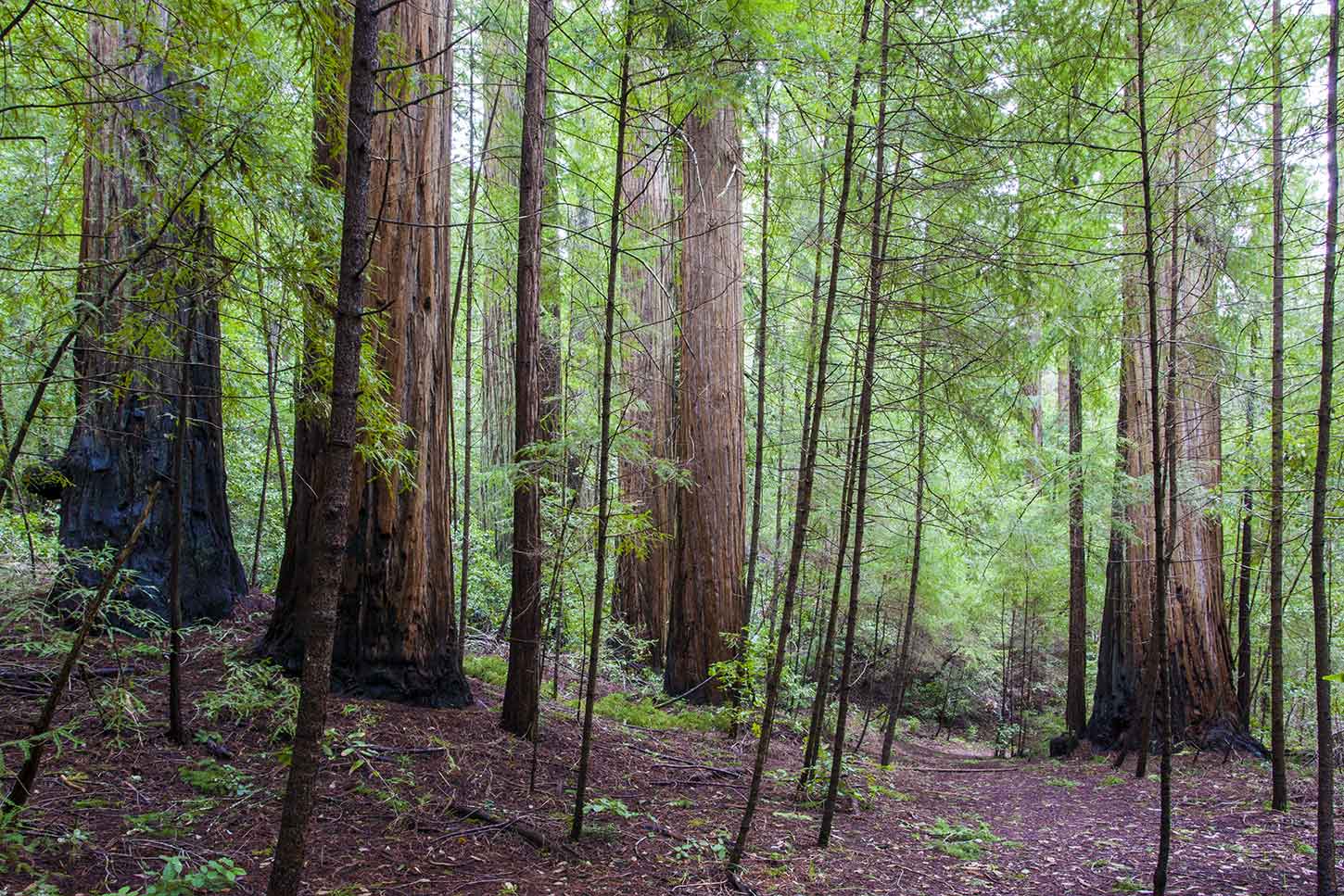 Redwoods on the Creeping Forest Trail, Big Basin Redwoods State Park