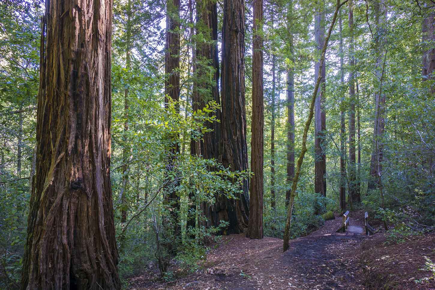 The Dool Trail, Big Basin Redwoods State Park