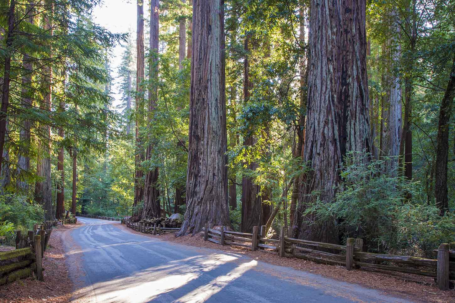 The Stanford Group of redwoods, Big Basin Redwoods State Park