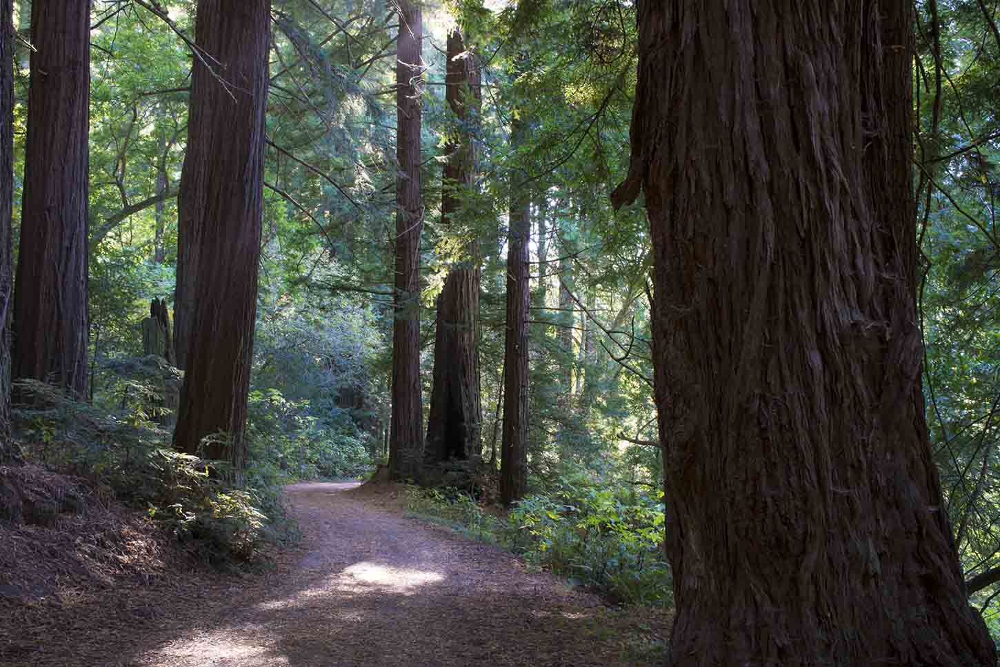 twin redwoods trail camp