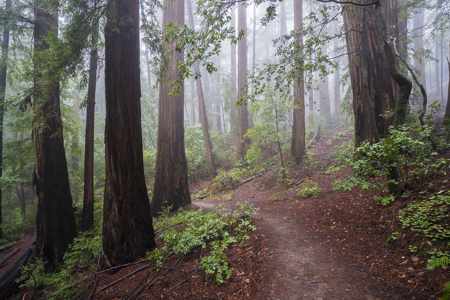 Skyline-to-the-Sea Trail, Big Basin Redwoods State Park