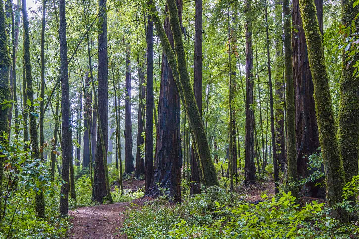 Skyline-to-the-Sea Trail, Big Basin Redwoods State Park