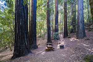 twin redwoods trail camp