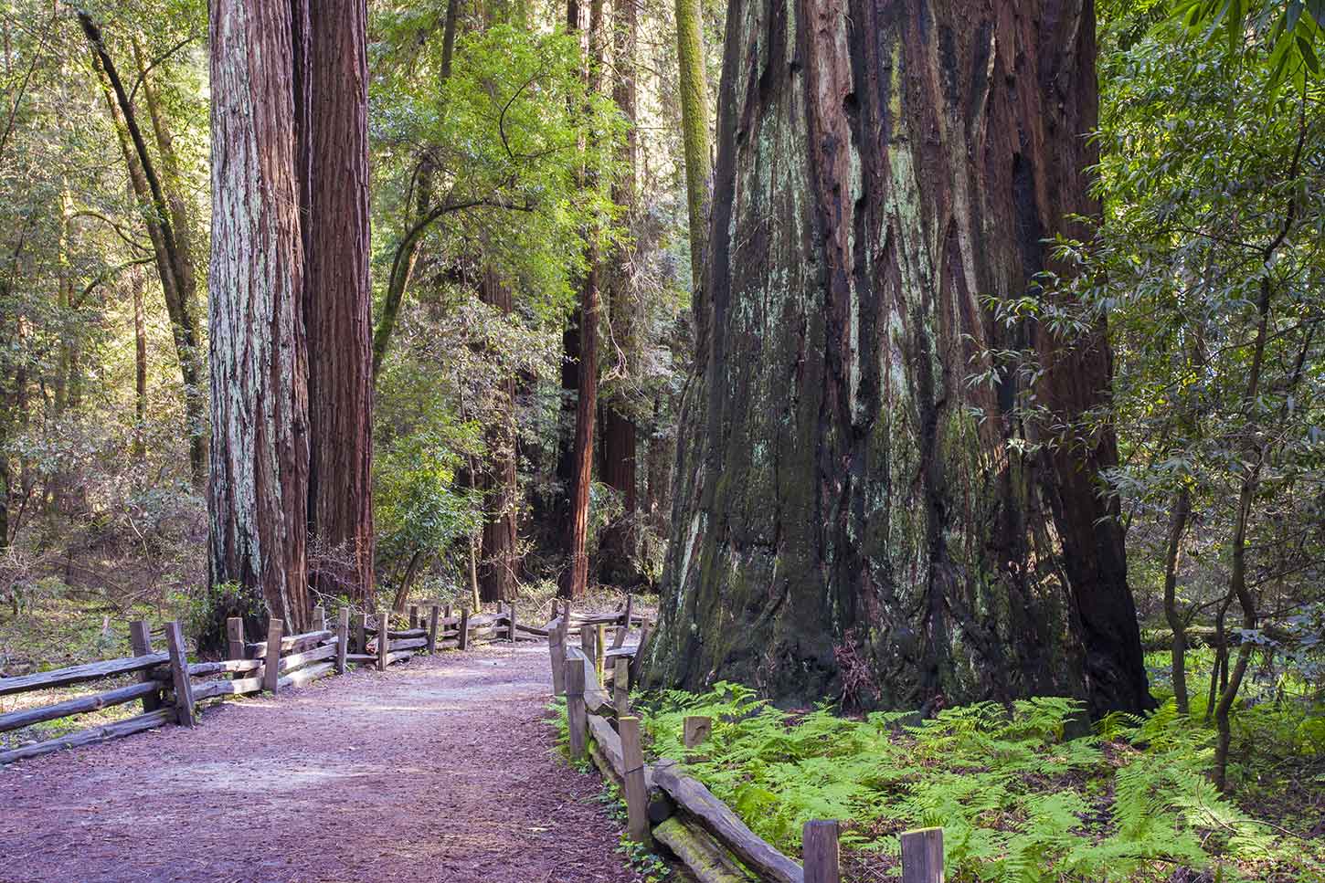 The Redwood Grove Loop Trail
