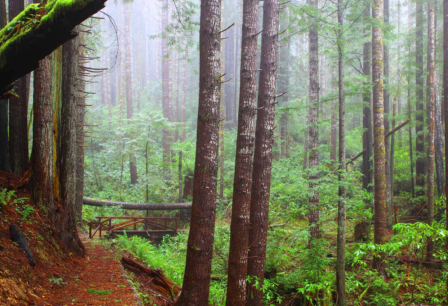 del norte coast redwoods state park