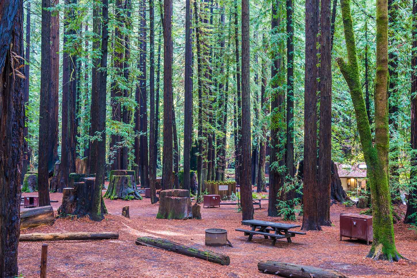 Burlington Campground Redwood Hikes