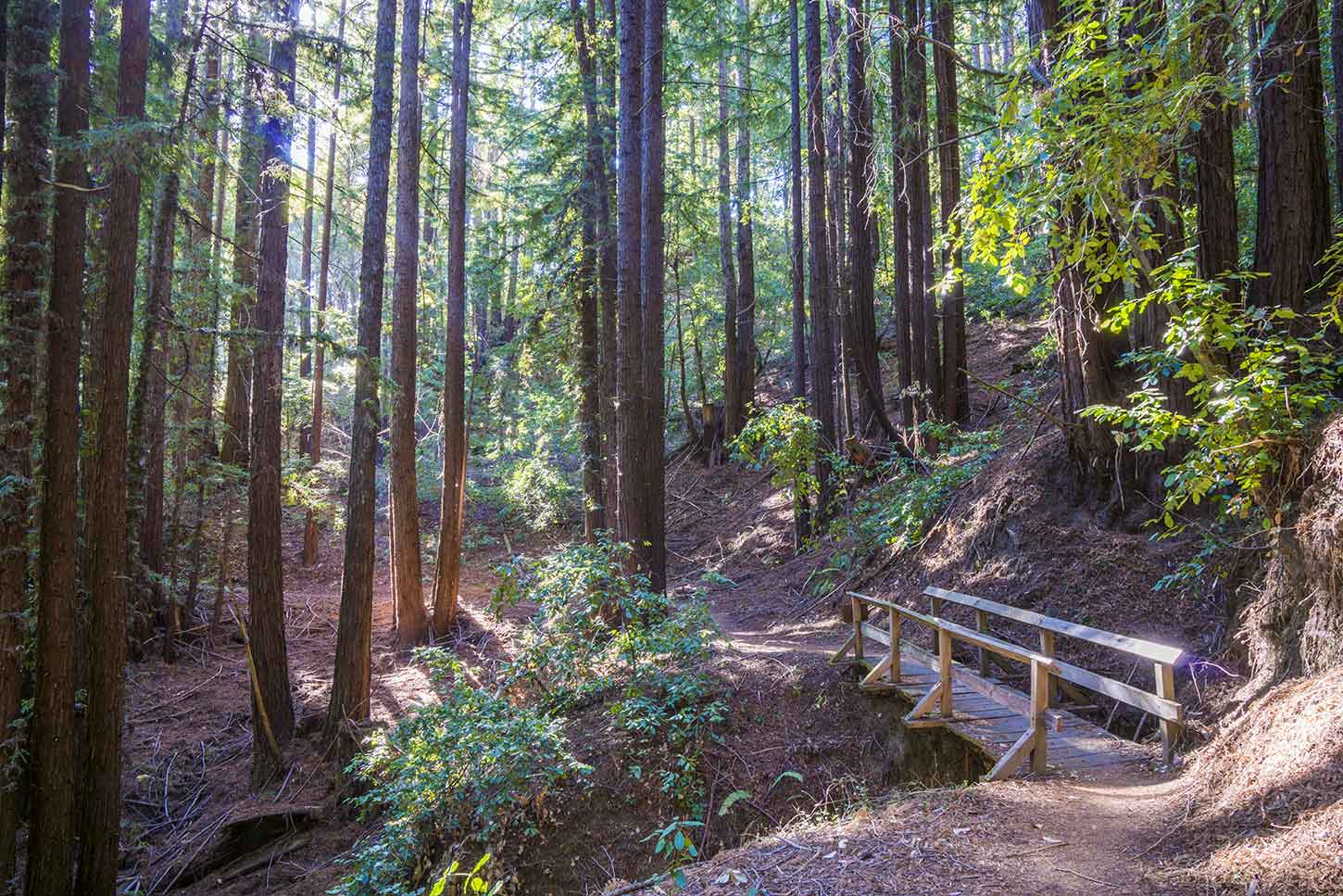 nisene marks mountain bike trails