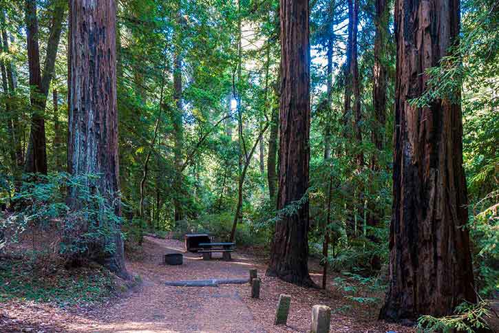 Lost in the Redwood Giants: A Journey to Portola Redwoods State Park