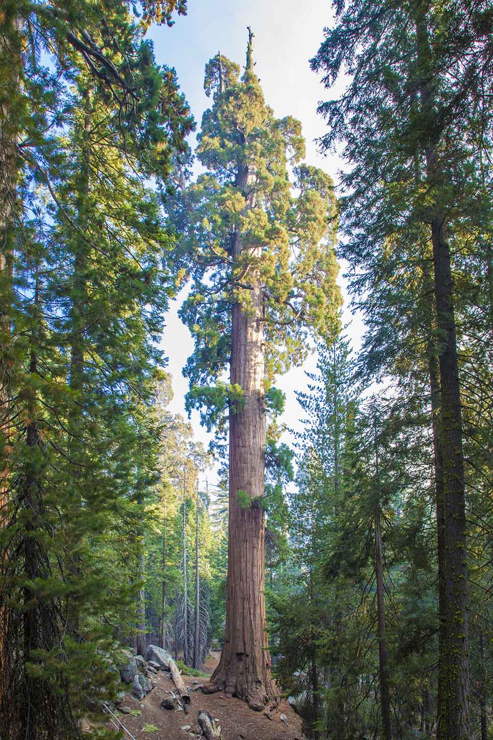 The Grant Grove Area