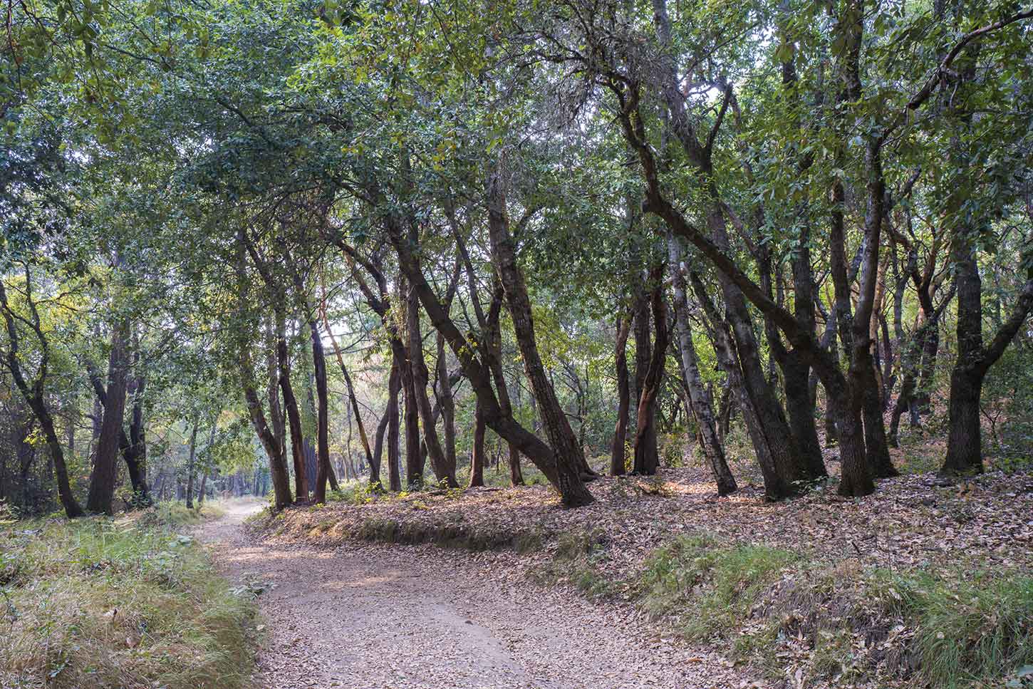 castle rock trail camp