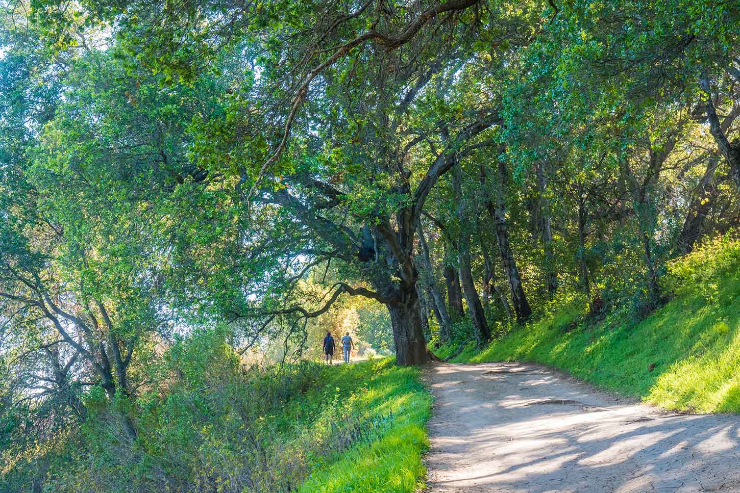 The Stephen E. Abbors Trail