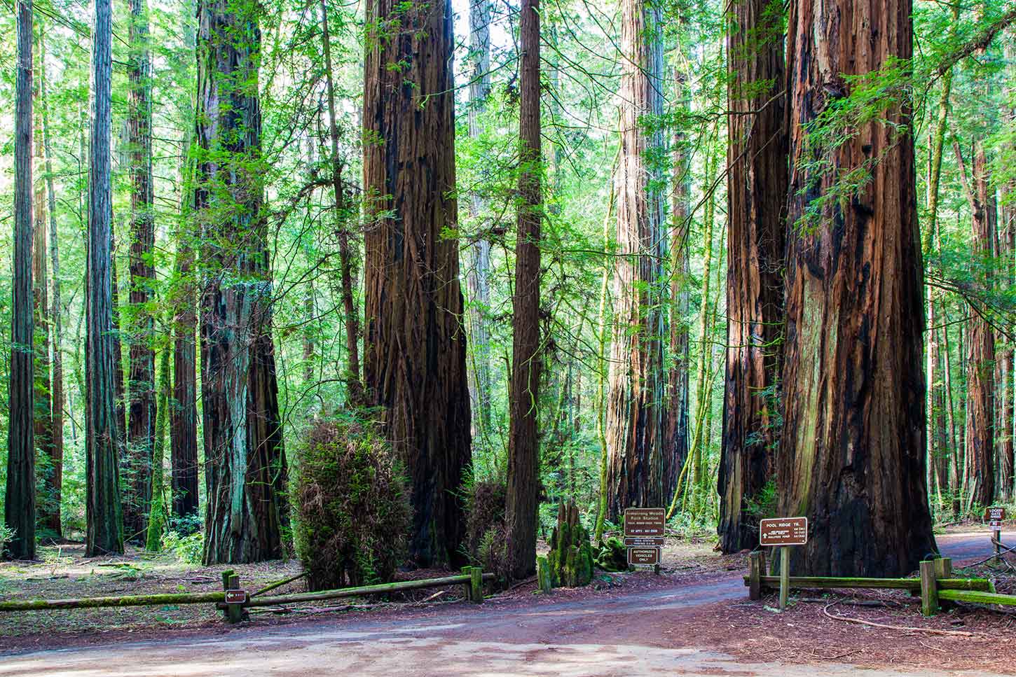 Armstrong Redwoods State Natural Reserve