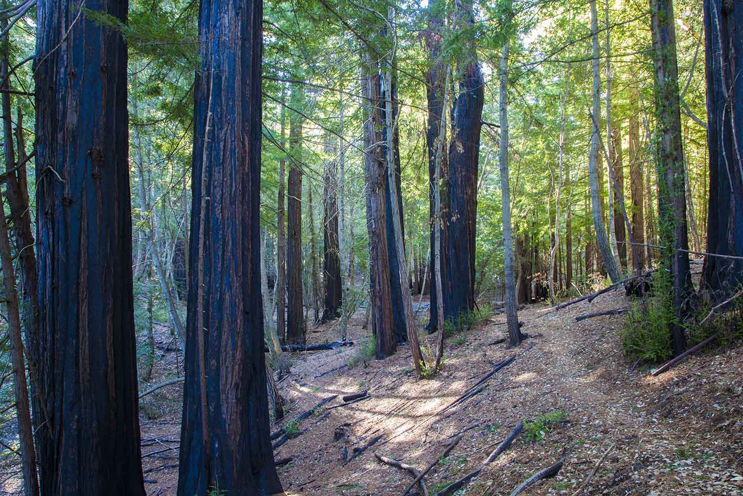 Fire-blackned redwoods on the Meteor Trail, Big Basin Redwoods State Park