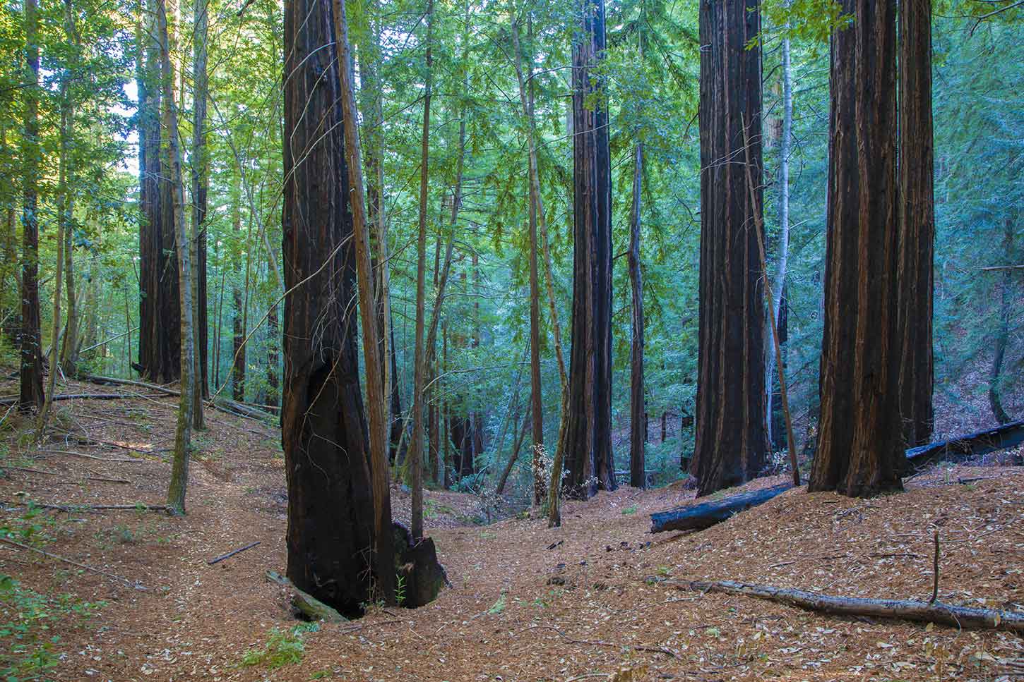 The Hollow Tree Trail, Big Basin Redwoods State Park