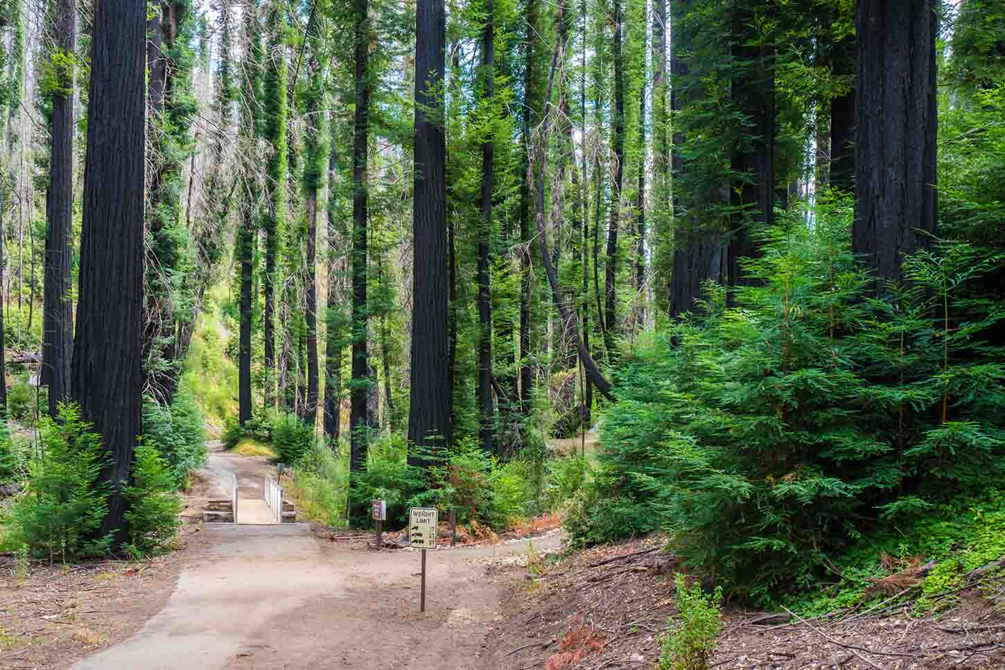 North Escape Road, Big Basin Redwoods State Park