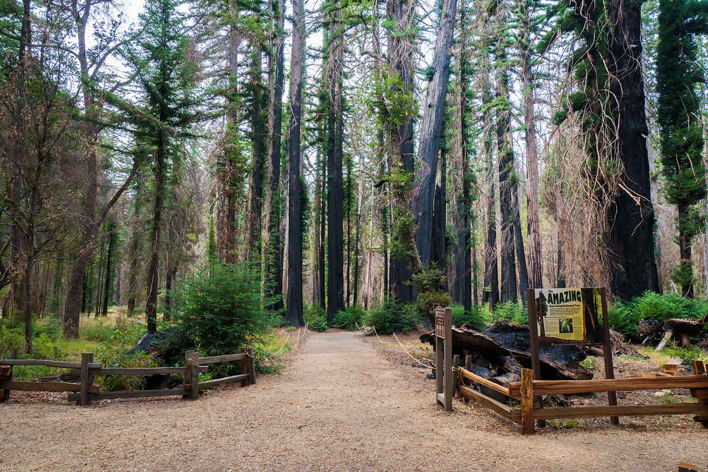 Redwood Nature Trail, Big Basin Redwoods State Park