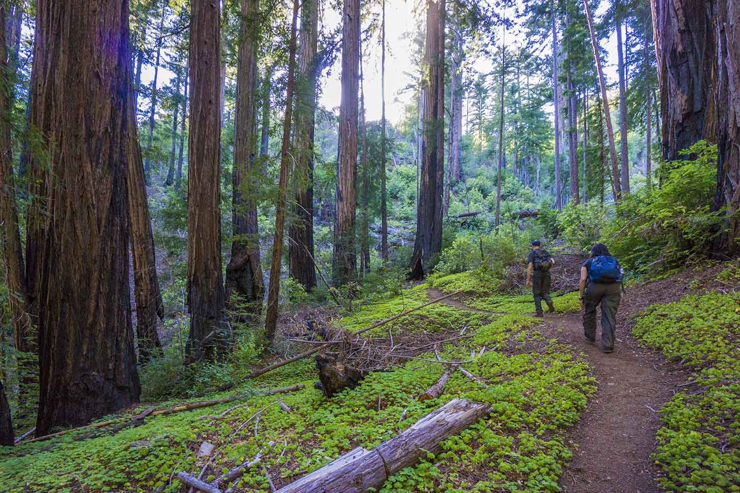 Redwoods on the Ewoldsen Trail in Julia Pfeiffer Burns State Park, Big Sur