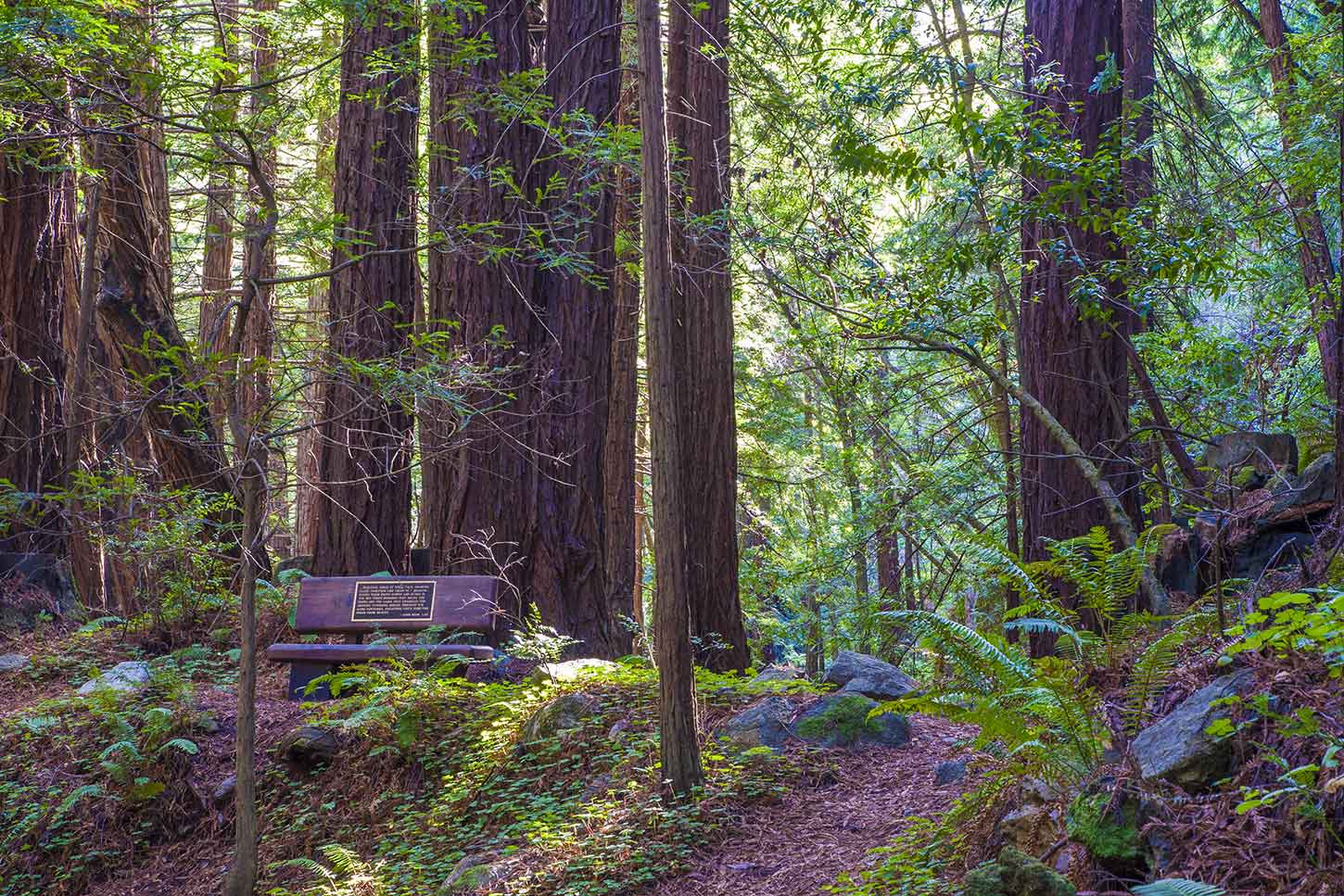 Redwoods along the Limekiln Trail in Limekiln State Park, Big Sur