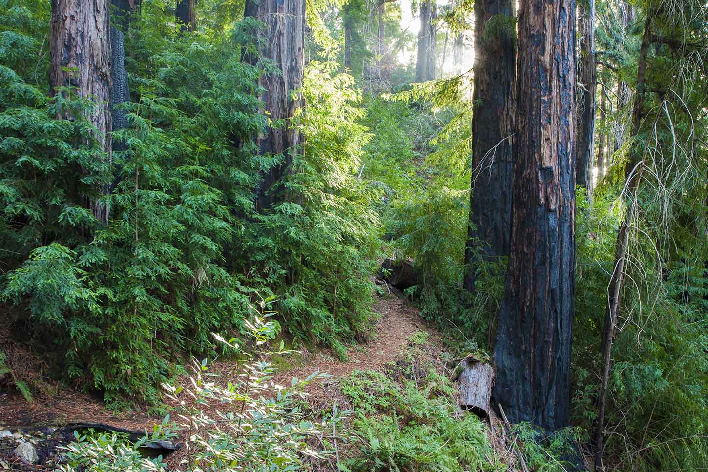 Redwoods along the Kirk Creek Trail in Los Padres National Forest, Big Sur