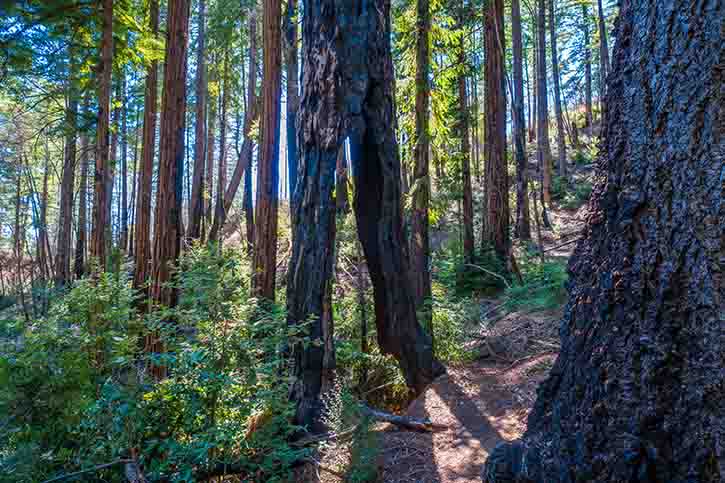 Butano Trail Camp