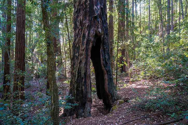 Butano Trail Camp