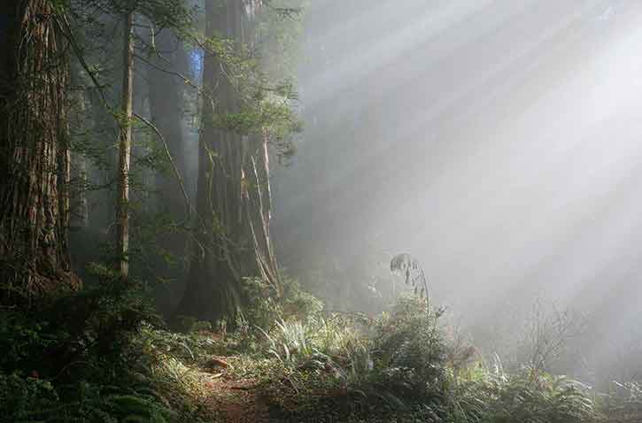 Del Norte Coast Redwoods SP