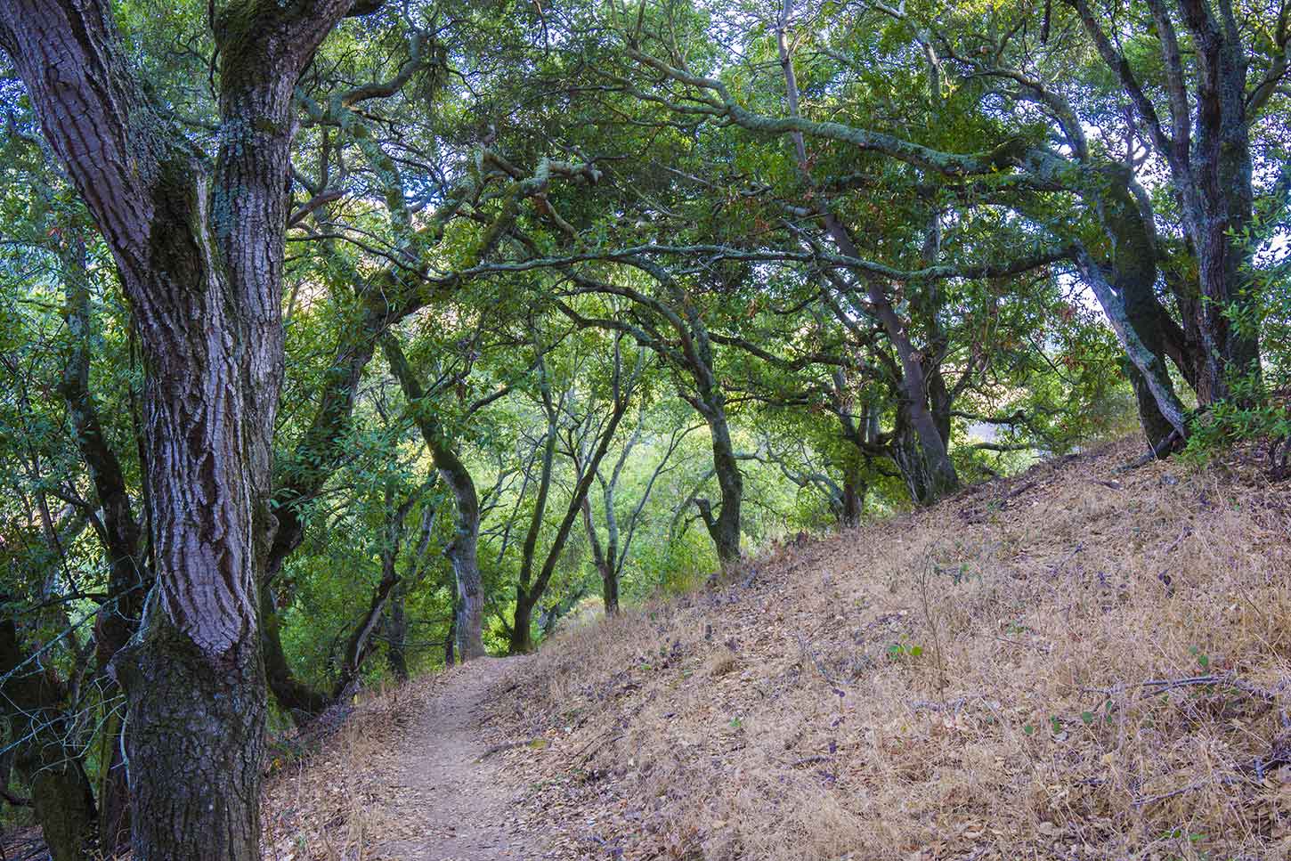 The Tolman Peak Trail