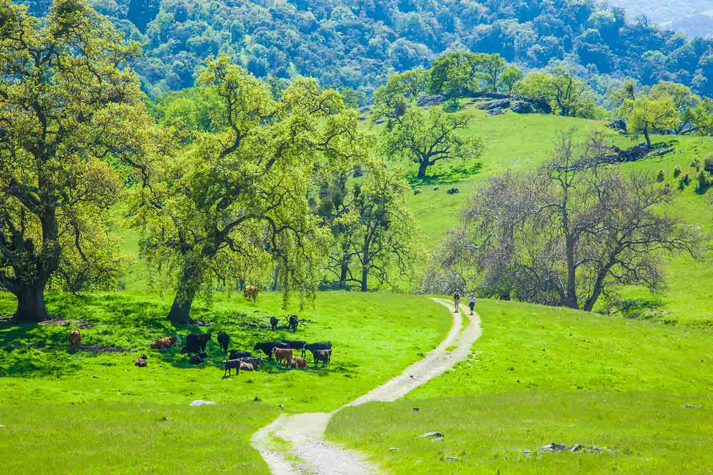 Backpack Road, Sunol Regional Wilderness