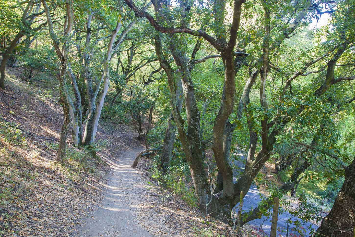A wooded part of the Peak Trail, Mission Peak Regional Preserve