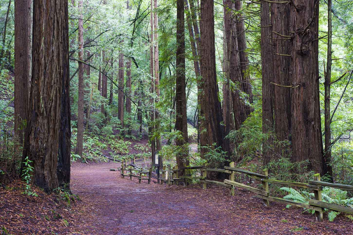 Reinhardt Redwood Regional Park