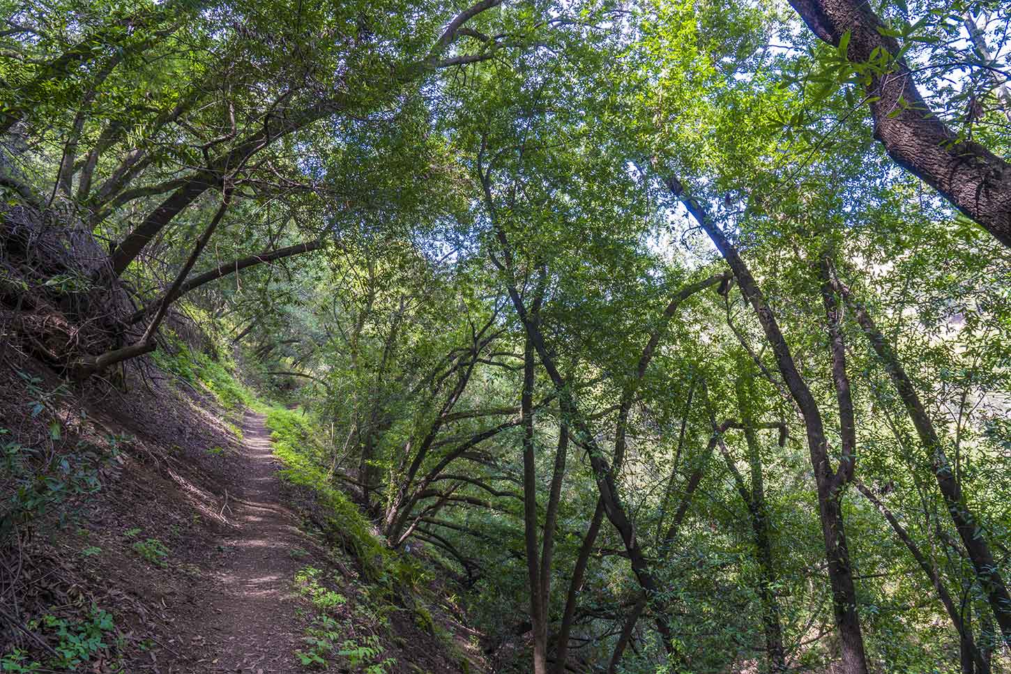 The Vista Peak Loop Trail