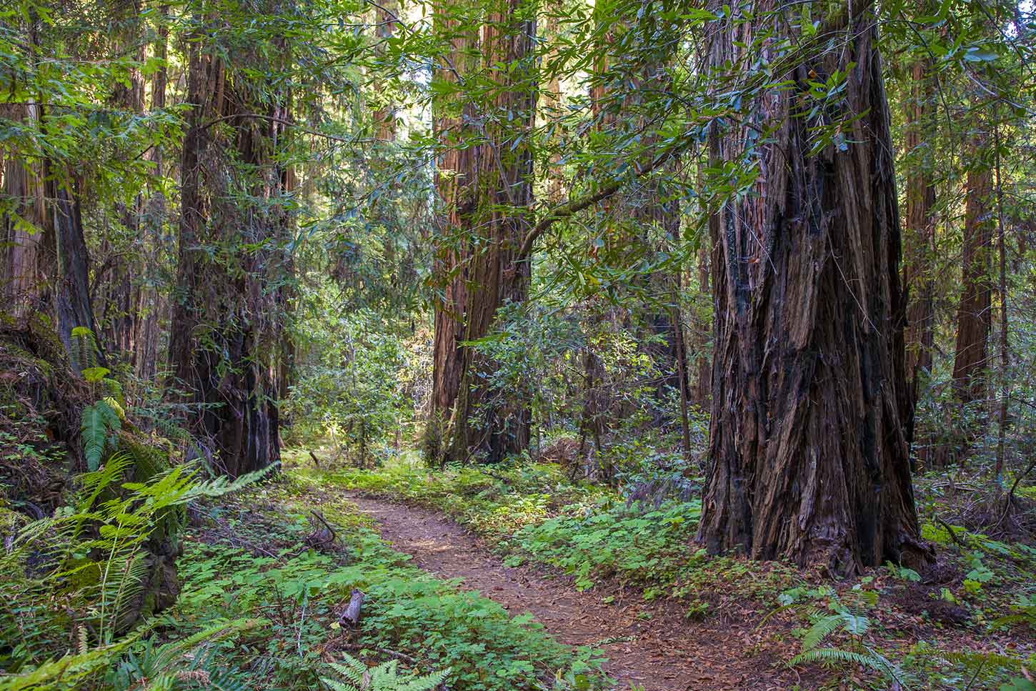 Wood state. Grove лес. Нефелогилея. Фото леса Голливуда. Woodland Forest.