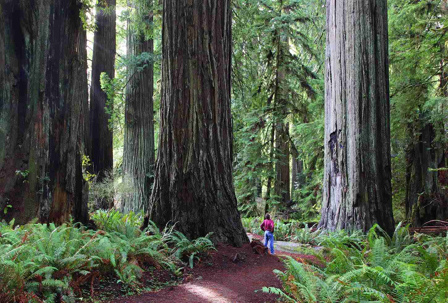 The Foothill Trail in Prairie Creek Redwoods State Park