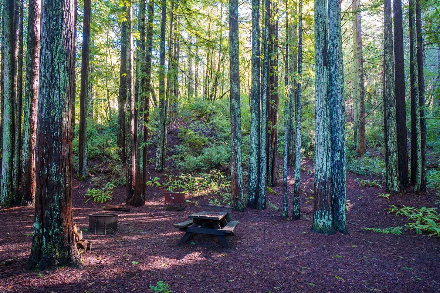 Escape to the Redwood Embrace: Baxter RV Campground Adventure