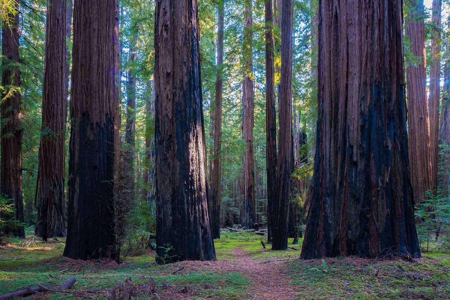 The Children’s Forest Trail