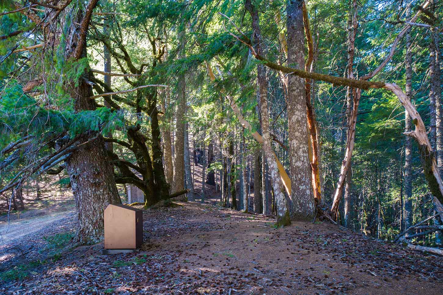 Spruce grove trail clearance camp