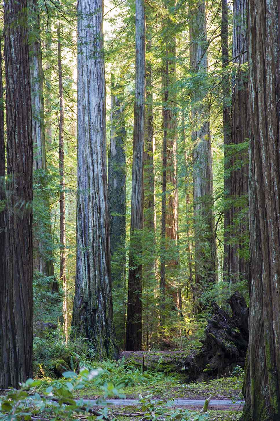 The Homestead and Big Trees Loop