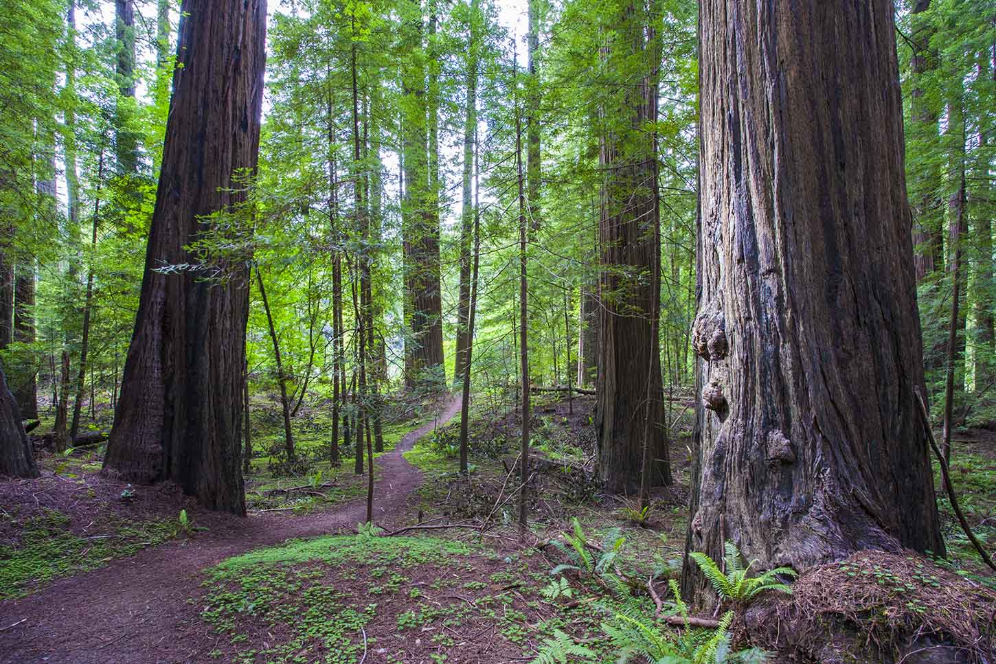 The Kent-Mather Loop Trail