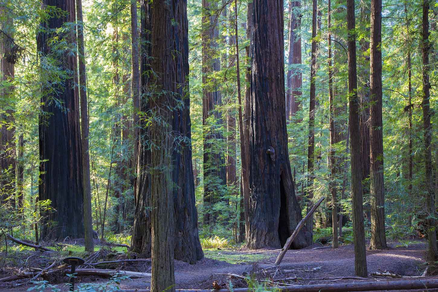 The Gould Grove Nature Loop Trail