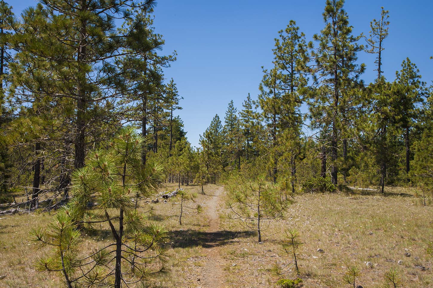 The Little Bald Hills Trail