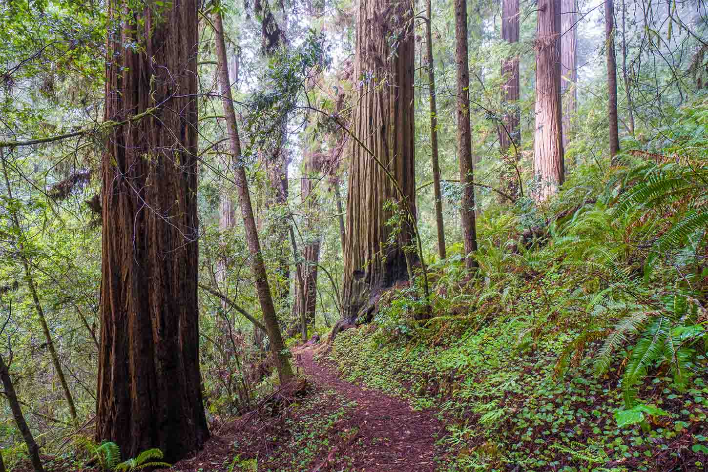 the-wellman-loop-trail