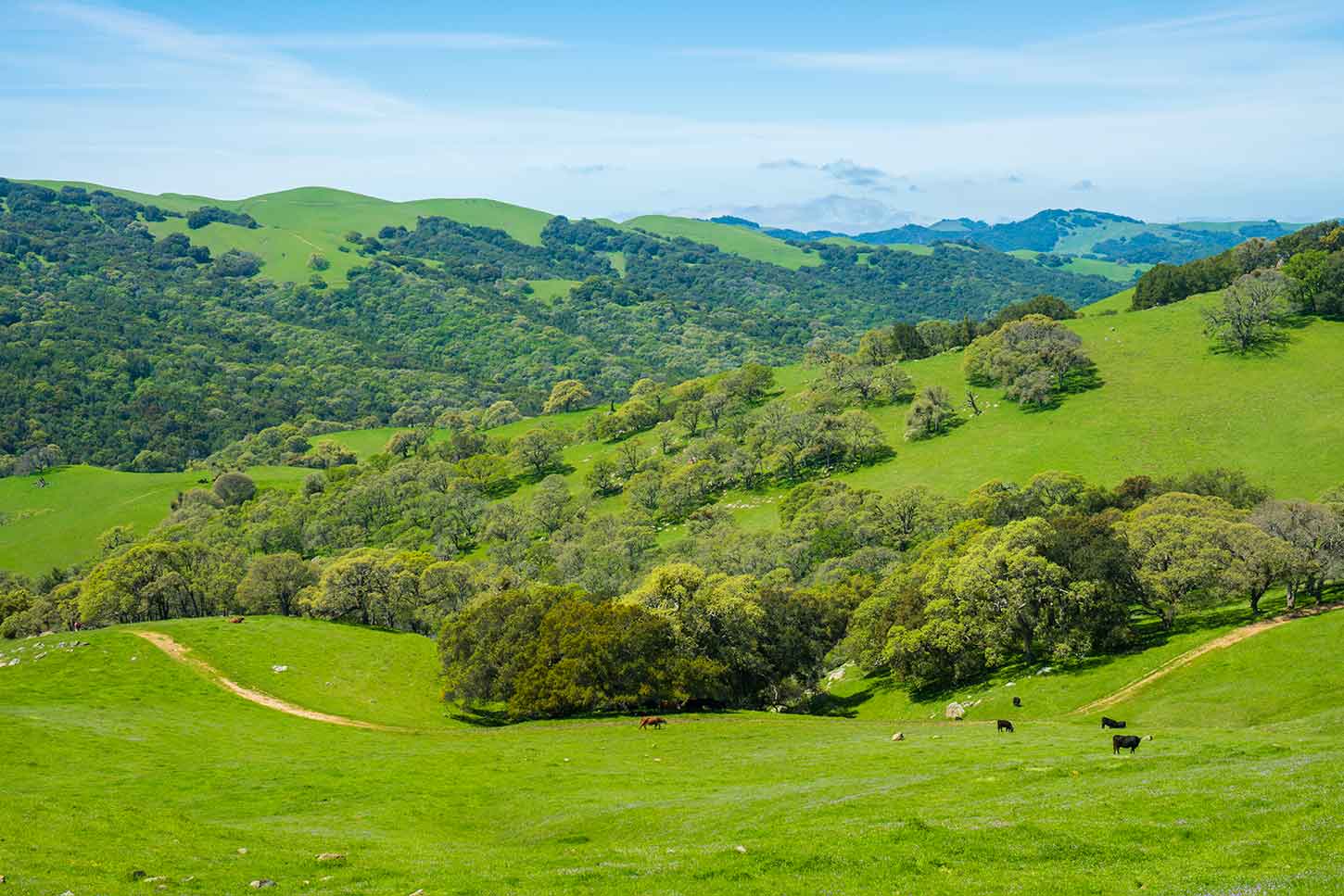 The Volvon and Blue Oak Trails