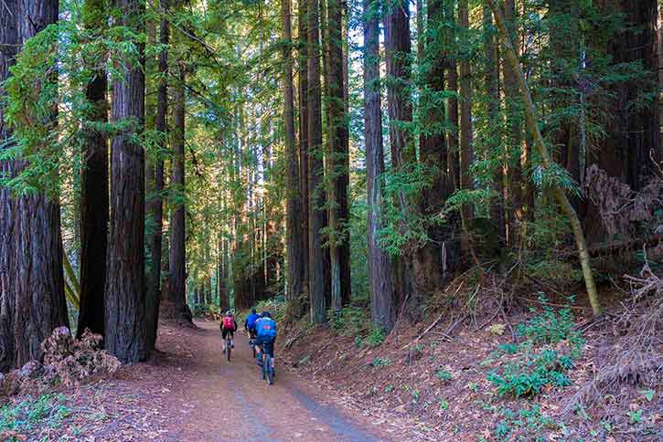 Nisene marks mountain bike 2024 trails