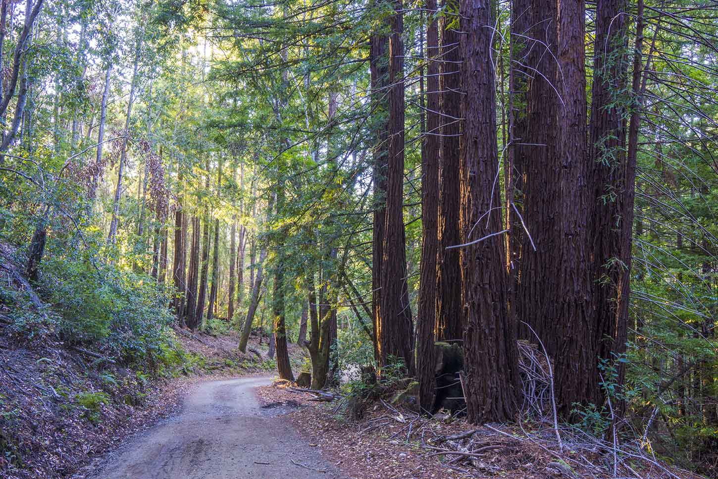 Soquel Demonstration State Forest