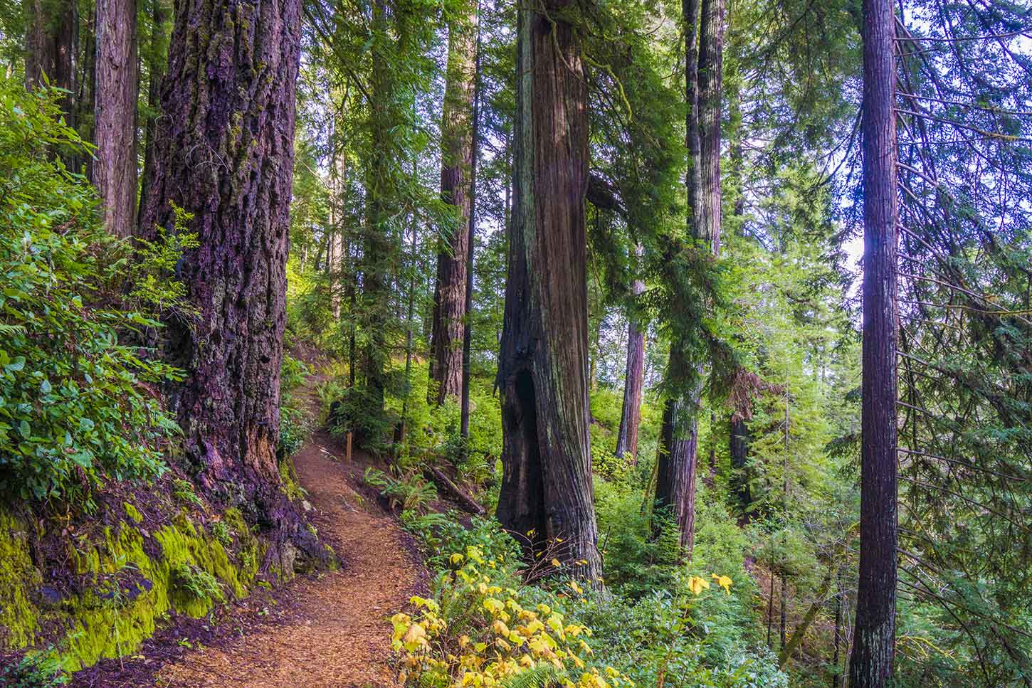 The Redwood Nature Trail, Siskiyou National Forest