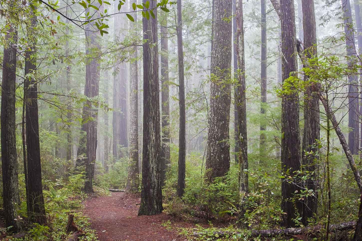 The Oregon Redwoods Trail