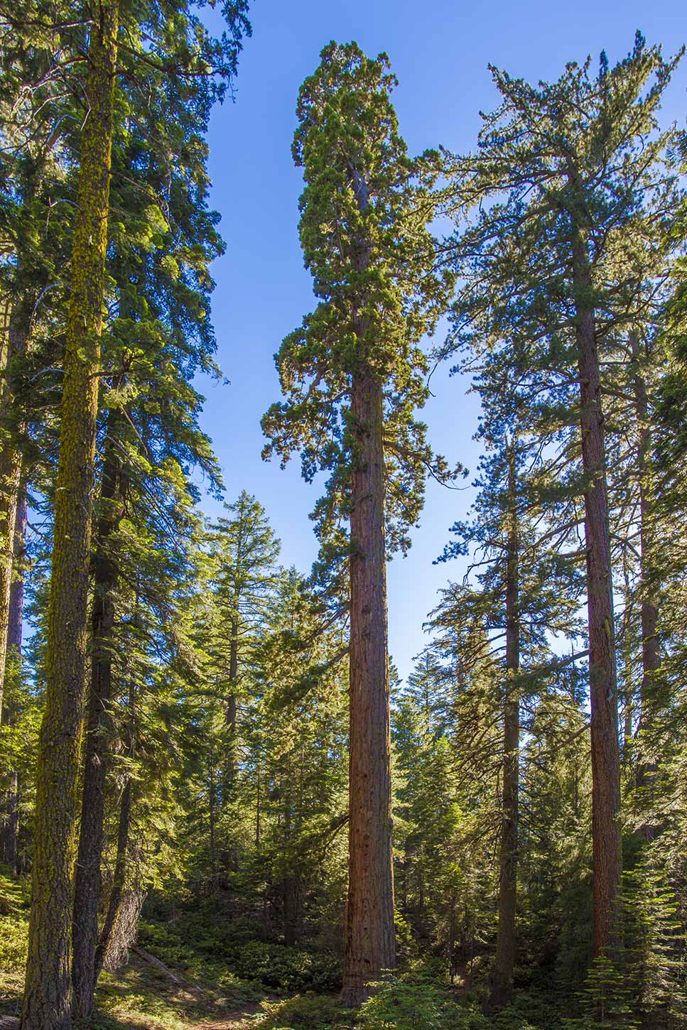 The Pershing Tree in the Placer County Grove